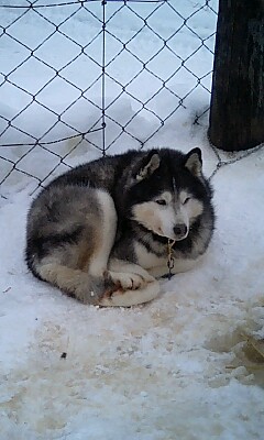 今回の担当犬
