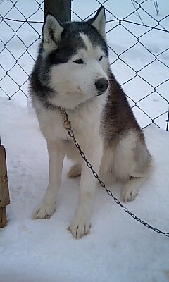 今回の担当犬