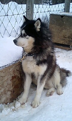 今回の担当犬