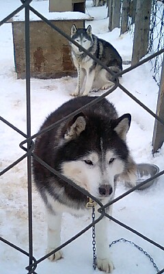 今回の担当犬